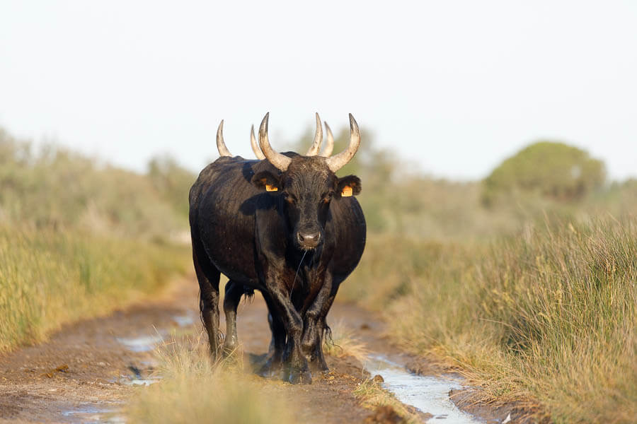 Camargue_Taureaux_Gaze-6